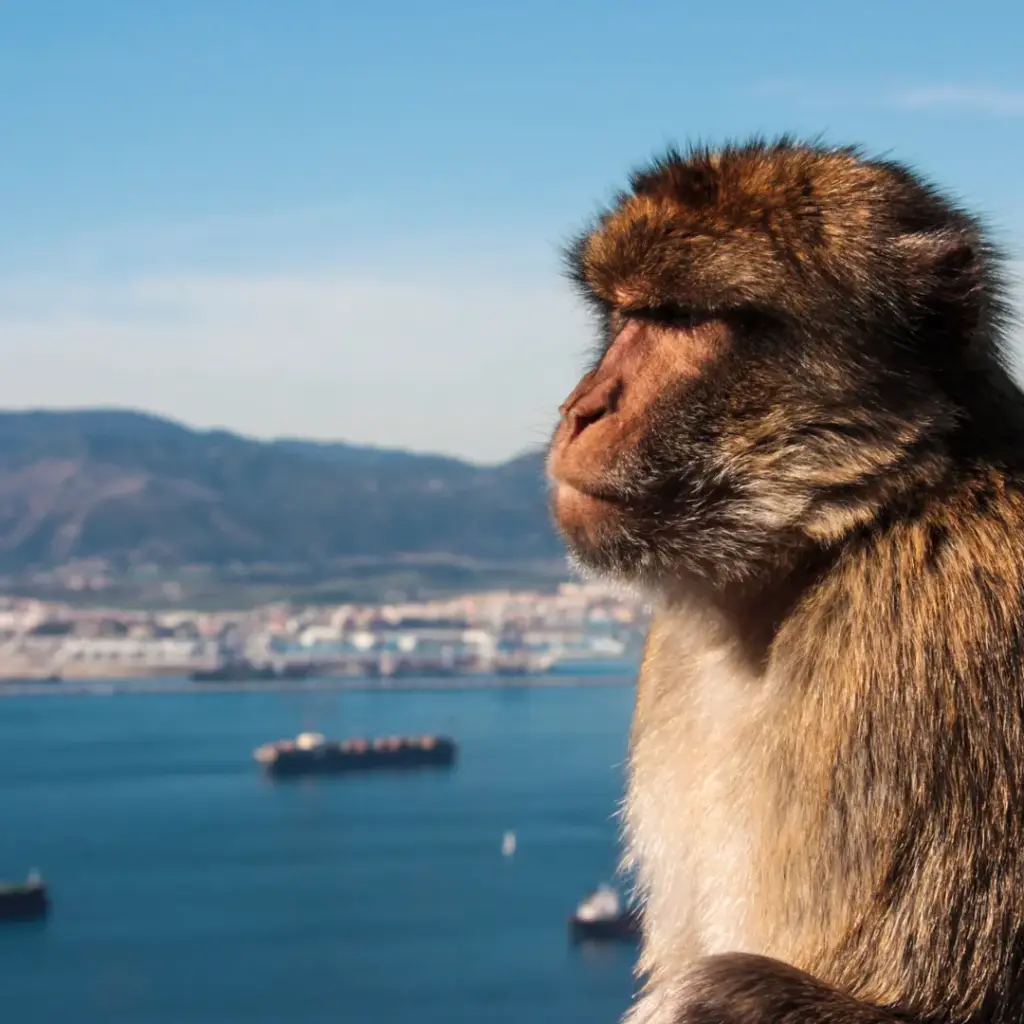 transporte a Gibraltar desde Países Bajos