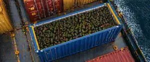 Fruit transport Mexico Netherlands – reefer container loaded with fresh produce at port